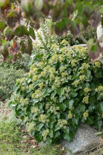 Shrub ivy (Hedera helix 'Arbori Compact'), An den Dorfwiesen 9, Germany