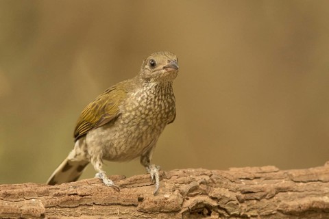 Spotted Honeyguide (Indicator maculatus), Gambia