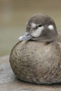 Harlequin Duck (Histrionicus histrionicus) female, California, USA