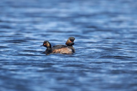Black necked grebe (Podiceps nigricollis) two adult grebes birds swimming side by side as part of