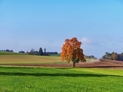 Discoloured pear tree (Pyrus), standing in a meadow, Beinwil, Freiamt, Canton Aargau, Switzerland