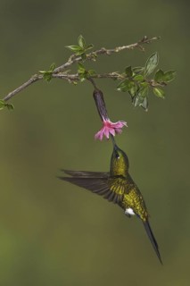 Sapphire-vented Puffleg (Eriocnemis luciani), Ecuador