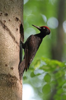 Black Woodpecker (Dryocopus martius) at nest cavity, Saxony-Anhalt, Germany