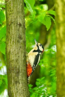 Great spotted woodpecker (Dendrocopos major) sitting on a branch, Bavaria, Germany, Europ