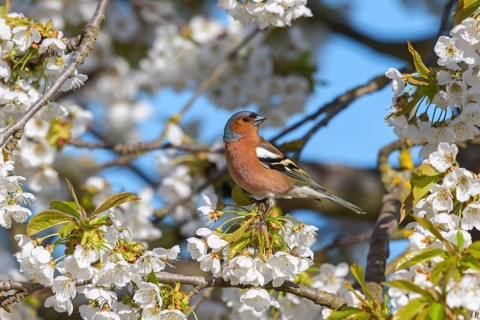 Common chaffinch (Fringilla coelebs), Bad D¸rkheim district, Wachenheim an der Weinstra?e,