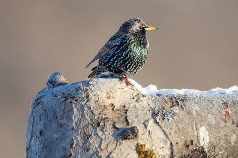 Starling (Sturnus vulagris) Germany