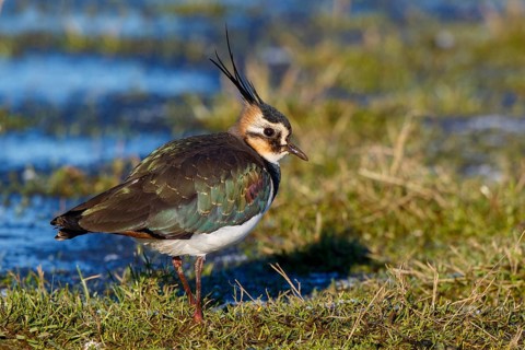Northern Lapwing (Vanellus vanellus) male, Netherlands