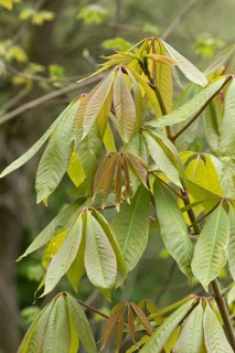 Aesculus indica (Aesculus indica 'Sydney Pearce'), Arboretum calf, Germany
