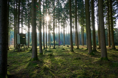 A raised seat in a sparse forest, sun rays break through the treetops and create a peaceful