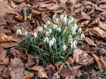 Snowdrop (Galanthus nivalis) flower among dry leaves in Ystad, Skåne County, Sweden, Scandinavia