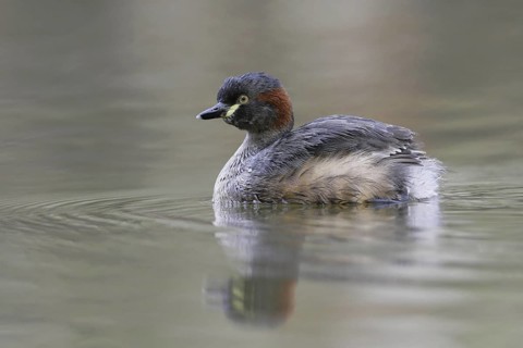 Australasian Grebe (Tachybaptus novaehollandiae), Victoria, Australia