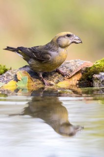 Red Crossbill (Loxia curvirostra) female at a waterhole, Madrid, Spain