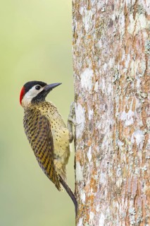 Spot-breasted Woodpecker (Colaptes punctigula) perched on a branch in Colombia, South America
