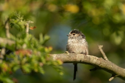 Long tailed tit (Aegithalos caudatus) adult bird on a tree branch, Suffolk, England, United Kingdom