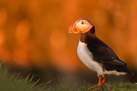 Atlantic Puffin (Fratercula arctica), Látrabjarg, Iceland