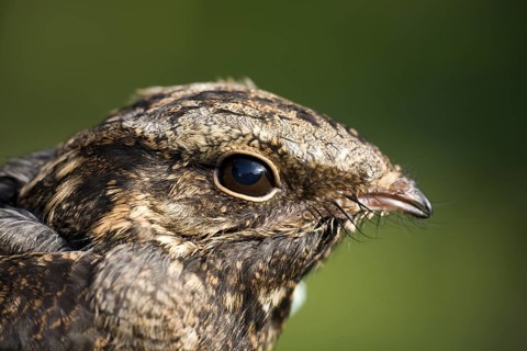 European Nightjar (Caprimulgus europaeus), North Rhine-Westphalia, Germany