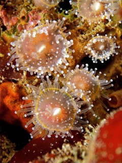 Jewelled anemone (Corynactis viridis)