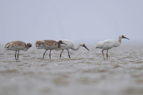 Siberian Crane (Leucogeranus leucogeranus) foraging, Poyang Lake, China