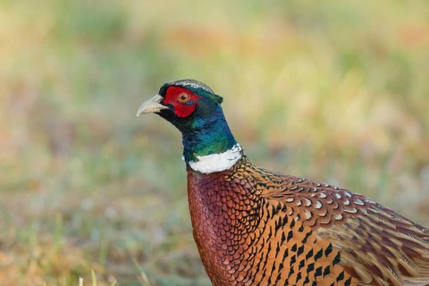 Common Pheasant (Phasianus colchicus) male, Lower Saxony, Germany
