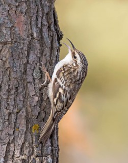 Brown Creeper, Certhia americana, scaling a Jack Pine tree in Saskatoon, Saskatchewan, Canada