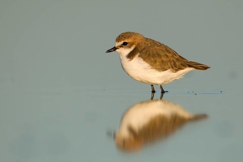 Red-capped Plover (Charadrius ruficapillus) female, Victoria, Australia