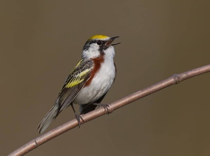 Chestnut-sided Warbler (Setophaga pensylvanica) male singing, Michigan, USA