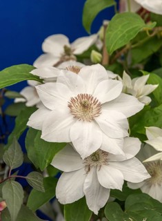 Clematis (Clematis 'Mrs George Jackman'), Plantarium 2016, Netherlands