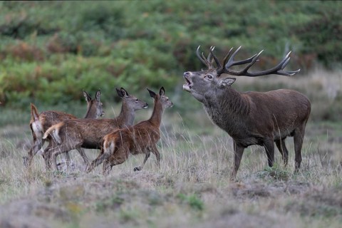 Red deer at the rutting 2025, London, Great Britain