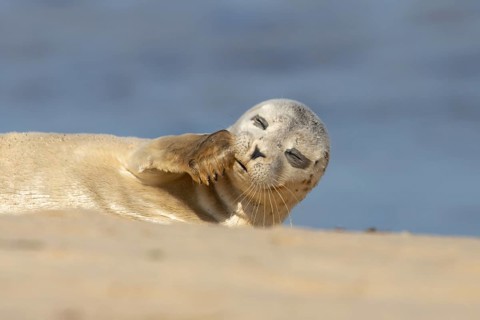 Common or Harbor or Harbour seal (Phoca vitulina) adult animal relaxing on a seaside beach,