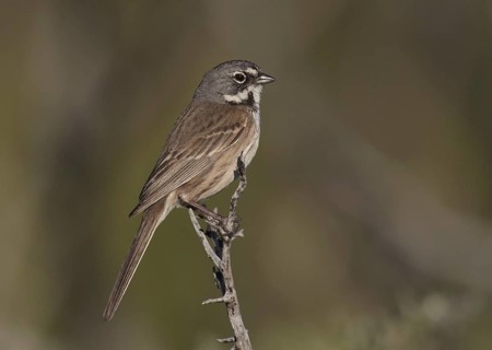 Bell's Sparrow (Artemisiospiza belli), California, USA