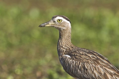 Double-striped Thick-knee (Burhinus bistriatus), Costa Rica