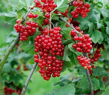 Redcurrant, Redcurrant (Ribes rubrum 'Herosta'), Germany