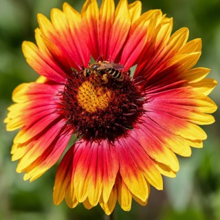Gaillardia fanfare centered, gaillardia grandiflora arizona and bee. Krasnodar. Russia