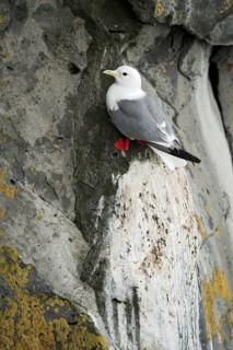 Red-legged Kittiwake (Rissa brevirostris), Alaska, USA