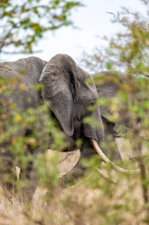 African elephant (Loxodonta africana), between bushes, African savannah, Kruger National Park,