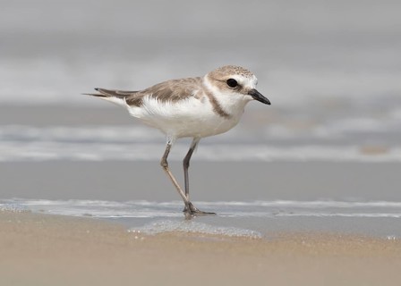 Kentish Plover (Charadrius alexandrinus) foraging on beach, Goa India