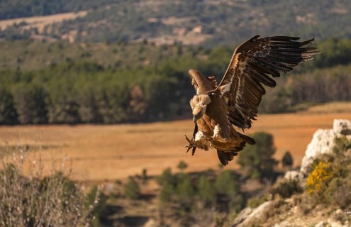 A majestic Griffon Vulture captured in mid-flight, soaring gracefully over a scenic forest and