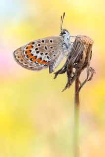 Argus-Bläuling (Plebejus argus)