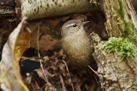Eurasian Wren (Troglodytes troglodytes), Rhineland-Palatinate, Germany