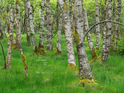Carpathian birch forest (Betula pubescens), Rotes Moor, Rhön Biosphere Reserve, Hesse, Germany
