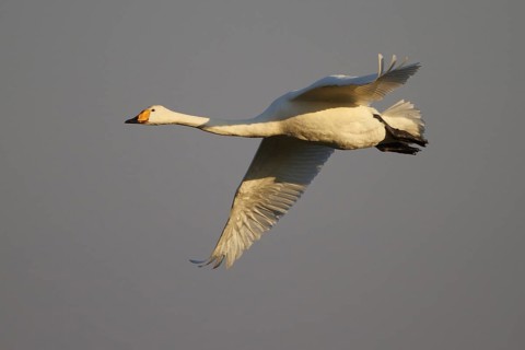 Whooper Swan (Cygnus cygnus) flying, North Rhine-Westphalia, Germany