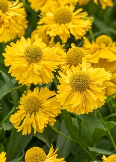 Sunflower (Helenium 'Double Trouble'), RHS Garden Bridgewater, Great Britain