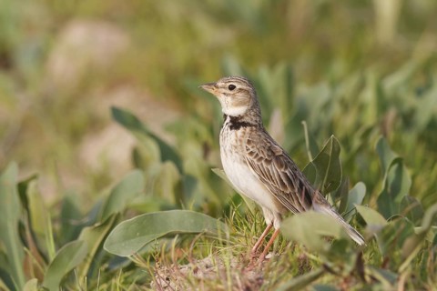 Calandra Lark (Melanocorypha calandra), Ankara, Turkey