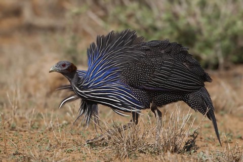 Vulturine Guineafowl (Acryllium vulturinum), Samburu, Kenya