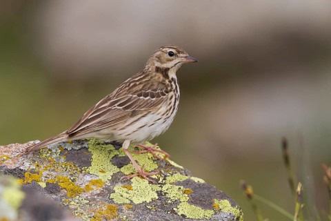 Tree Pipit - Baumpieper - Anthus trivialis, Kazakhstan