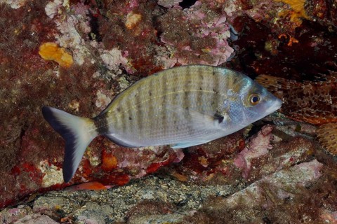 A single striped fish, Pinniped (Diplodus puntazzo), swimming near colourful algae, dive site Giens