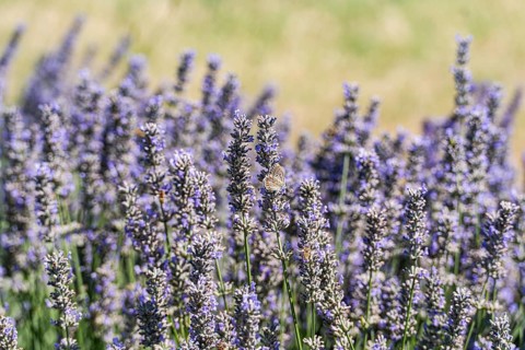 A vibrant lavender meadow with a butterfly and honeybee collecting nectar. The purple blooms are