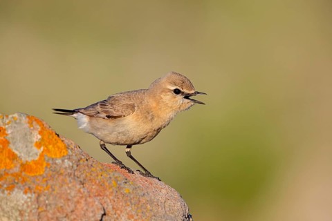 Isabellsteinschmätzer, Isabelline Wheatear, Oenanthe isabellina, Traquet isabelle, Collalba Isabel