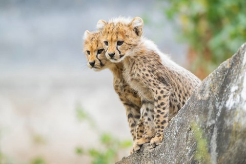 Cheetah (Acinonyx jubatus) youngsters sitting on a rock, captive, occurrence Africa