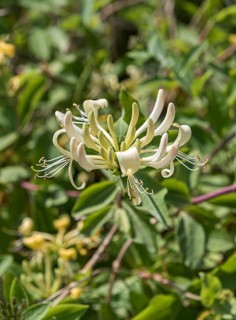 Forest honeysuckle (Lonicera periclymenum), Mainau Island, Germany